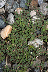 Immagine 2 di 6 - Euphorbia maculata L.