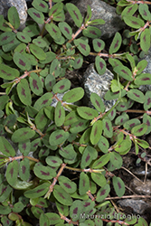 Immagine 3 di 6 - Euphorbia maculata L.