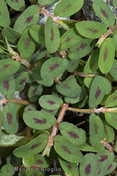 Immagine 4 di 6 - Euphorbia maculata L.