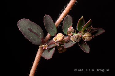 Immagine 5 di 6 - Euphorbia maculata L.