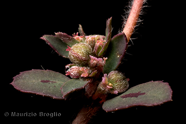 Immagine 6 di 6 - Euphorbia maculata L.