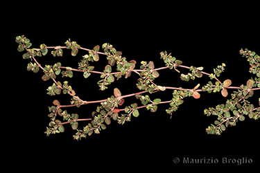 Immagine 1 di 7 - Euphorbia serpens Kunth