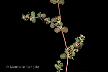 Immagine 2 di 7 - Euphorbia serpens Kunth