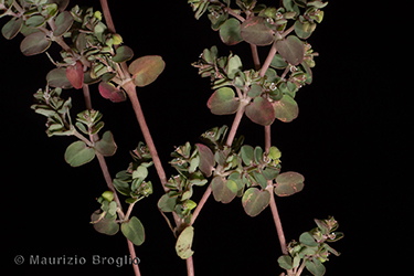 Immagine 3 di 7 - Euphorbia serpens Kunth