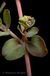 Immagine 5 di 7 - Euphorbia serpens Kunth