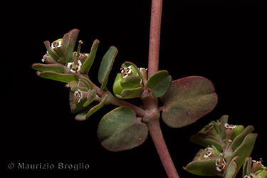Immagine 6 di 7 - Euphorbia serpens Kunth