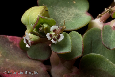Immagine 7 di 7 - Euphorbia serpens Kunth