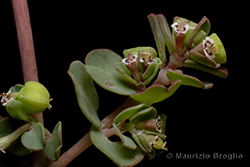 Euphorbia serpens Kunth