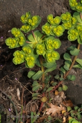 Immagine 1 di 3 - Euphorbia helioscopia L.