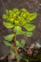 Immagine 2 di 3 - Euphorbia helioscopia L.