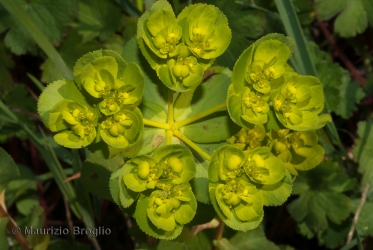 Immagine 3 di 3 - Euphorbia helioscopia L.