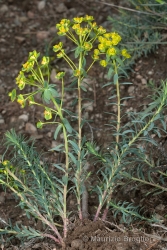 Immagine 1 di 4 - Euphorbia seguieriana Neck.