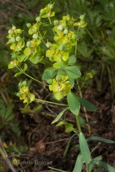 Immagine 2 di 4 - Euphorbia seguieriana Neck.