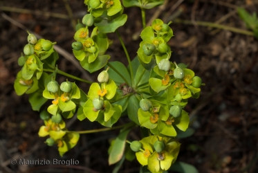 Immagine 3 di 4 - Euphorbia seguieriana Neck.