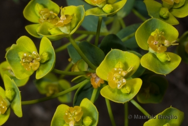 Immagine 4 di 4 - Euphorbia seguieriana Neck.