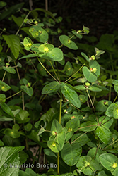 Immagine 1 di 8 - Euphorbia dulcis L.