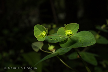 Immagine 3 di 8 - Euphorbia dulcis L.