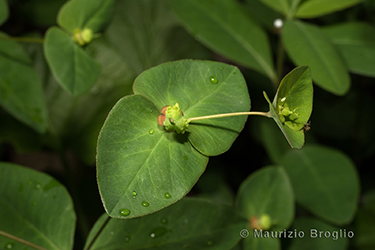 Immagine 4 di 8 - Euphorbia dulcis L.