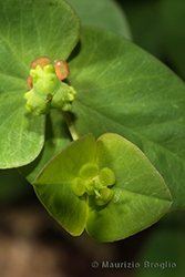 Immagine 5 di 8 - Euphorbia dulcis L.