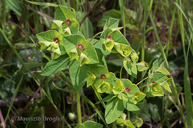Immagine 6 di 8 - Euphorbia dulcis L.
