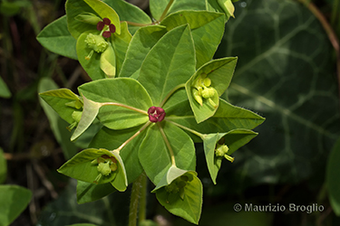 Immagine 7 di 8 - Euphorbia dulcis L.