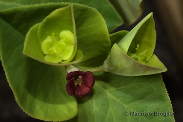 Immagine 8 di 8 - Euphorbia dulcis L.