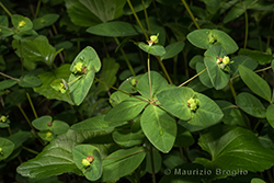 Euphorbia dulcis L.