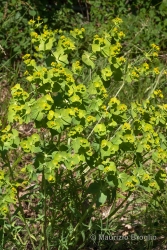 Immagine 1 di 7 - Euphorbia serrata L.