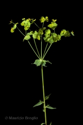 Immagine 2 di 7 - Euphorbia serrata L.