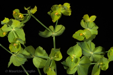 Immagine 3 di 7 - Euphorbia serrata L.