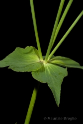 Immagine 4 di 7 - Euphorbia serrata L.