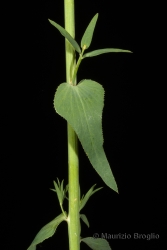 Immagine 5 di 7 - Euphorbia serrata L.