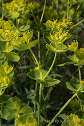 Immagine 7 di 7 - Euphorbia serrata L.