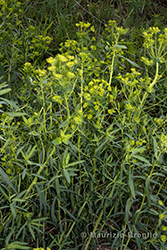 Immagine 1 di 5 - Euphorbia esula L.