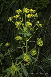 Immagine 2 di 5 - Euphorbia esula L.