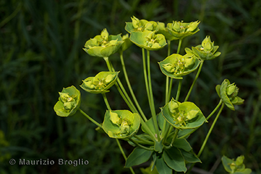 Immagine 3 di 5 - Euphorbia esula L.