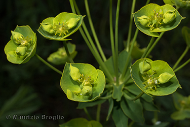 Immagine 4 di 5 - Euphorbia esula L.