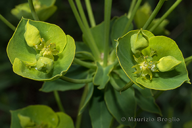 Immagine 5 di 5 - Euphorbia esula L.