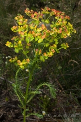 Immagine 2 di 4 - Euphorbia cyparissias L.