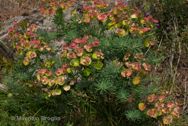 Immagine 4 di 4 - Euphorbia cyparissias L.