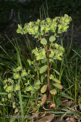 Immagine 2 di 7 - Euphorbia peplus L.
