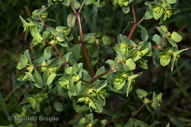 Immagine 3 di 7 - Euphorbia peplus L.