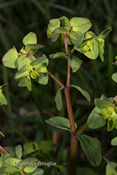 Immagine 4 di 7 - Euphorbia peplus L.