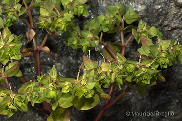 Immagine 5 di 7 - Euphorbia peplus L.