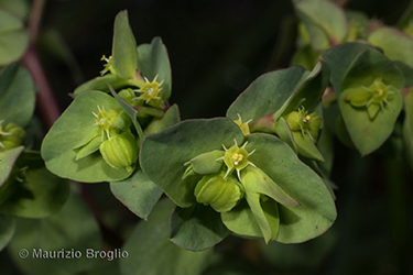 Immagine 6 di 7 - Euphorbia peplus L.