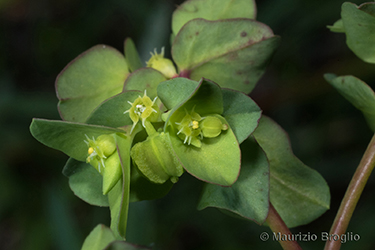 Immagine 7 di 7 - Euphorbia peplus L.