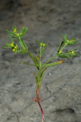Immagine 1 di 6 - Euphorbia exigua L.
