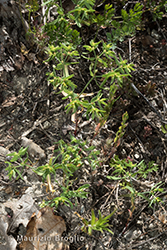 Immagine 2 di 6 - Euphorbia exigua L.