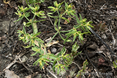 Immagine 3 di 6 - Euphorbia exigua L.