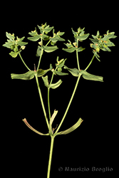 Immagine 4 di 6 - Euphorbia exigua L.